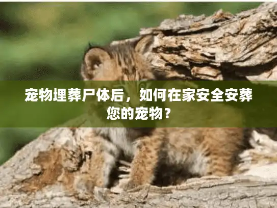 宠物埋葬尸体后，如何在家安全安葬您的宠物？