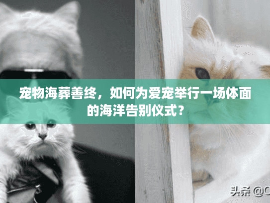 宠物海葬善终，如何为爱宠举行一场体面的海洋告别仪式？