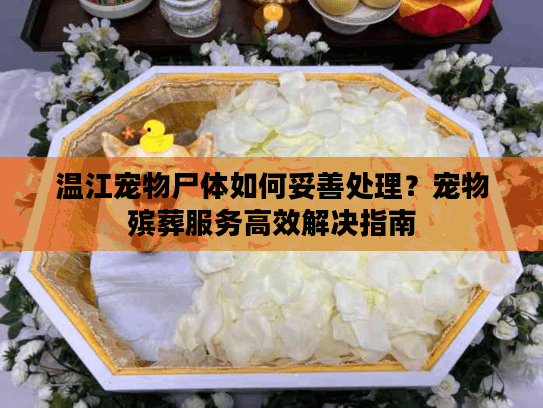 温江宠物尸体如何妥善处理？宠物殡葬服务高效解决指南