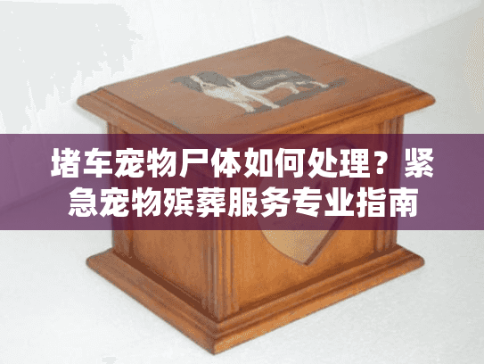 堵车宠物尸体如何处理？紧急宠物殡葬服务专业指南