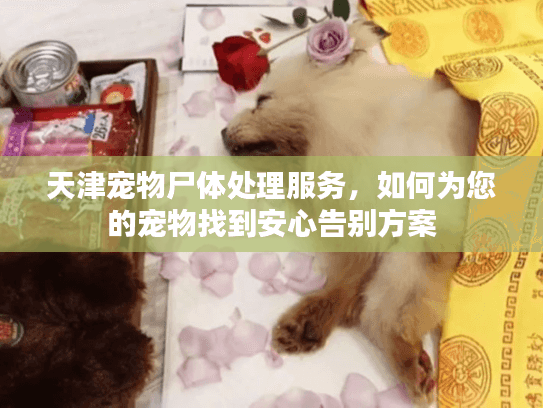 天津宠物尸体处理服务,如何为您的宠物找到安心告别方案 天津宠物尸体处理服务,如何为您的宠物找到安心告别方案