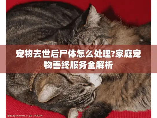 宠物去世后尸体怎么处理?家庭宠物善终服务全解析