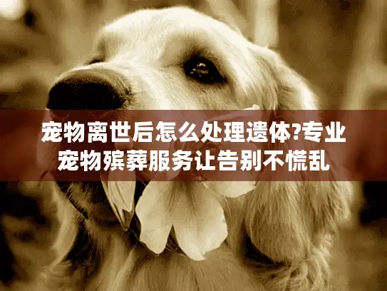 宠物离世后怎么处理遗体?专业宠物殡葬服务让告别不慌乱