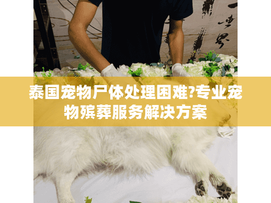 泰国宠物尸体处理困难?专业宠物殡葬服务解决方案