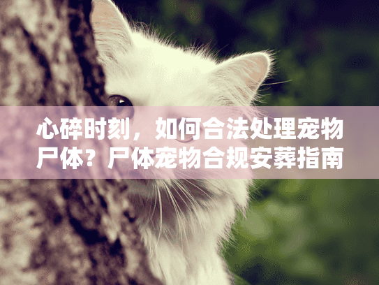 心碎时刻,如何合法处理宠物尸体?尸体宠物合规安葬指南 心碎时刻,如何合法处理宠物尸体?尸体宠物合规安葬指南