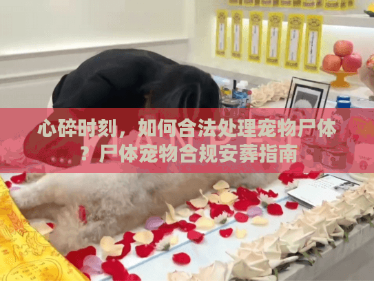 心碎时刻,如何合法处理宠物尸体?尸体宠物合规安葬指南 心碎时刻,如何合法处理宠物尸体?尸体宠物合规安葬指南