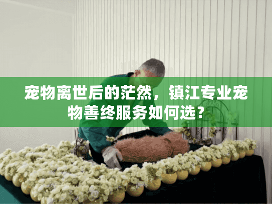 宠物离世后的茫然,镇江专业宠物善终服务如何选? 宠物离世后的茫然,镇江专业宠物善终服务如何选?