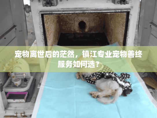 宠物离世后的茫然,镇江专业宠物善终服务如何选? 宠物离世后的茫然,镇江专业宠物善终服务如何选?