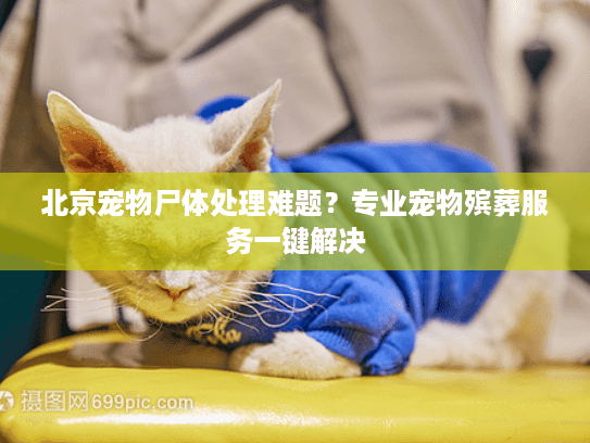 北京宠物尸体处理难题？专业宠物殡葬服务一键解决