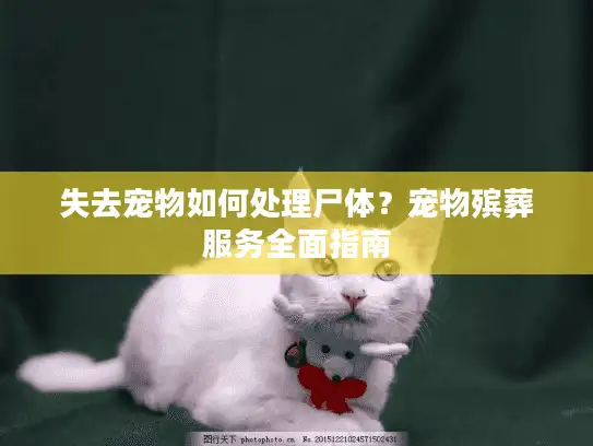 失去宠物如何处理尸体？宠物殡葬服务全面指南