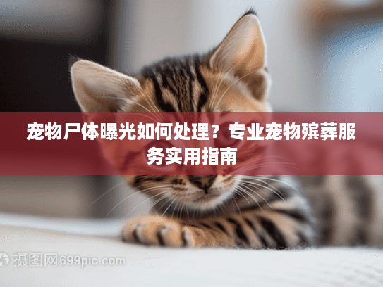 宠物尸体曝光如何处理？专业宠物殡葬服务实用指南