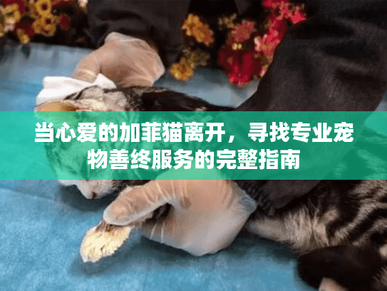 当心爱的加菲猫离开，寻找专业宠物善终服务的完整指南