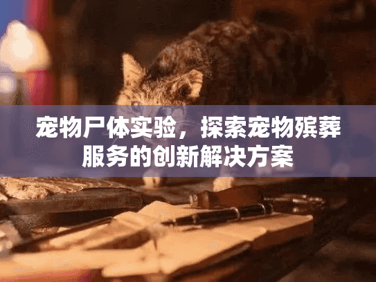 宠物尸体实验，探索宠物殡葬服务的创新解决方案