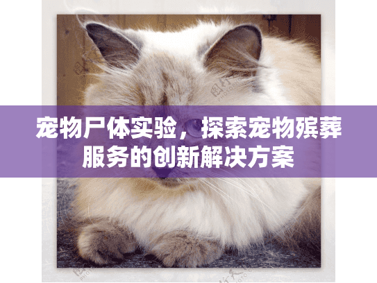 宠物尸体实验，探索宠物殡葬服务的创新解决方案