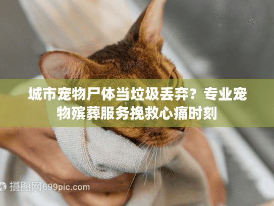 城市宠物尸体当垃圾丢弃?专业宠物殡葬服务挽救心痛时刻 城市宠物尸体当垃圾丢弃?专业宠物殡葬服务挽救心痛时刻