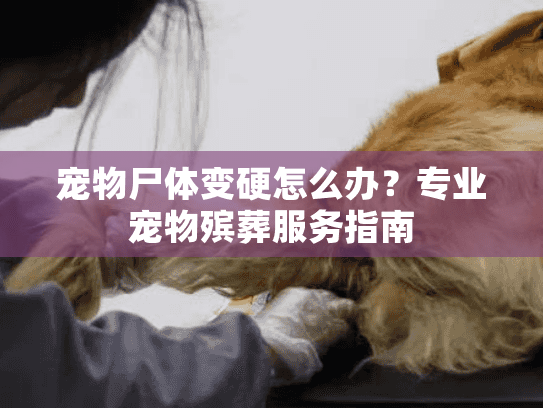宠物尸体变硬怎么办？专业宠物殡葬服务指南