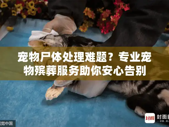 宠物尸体处理难题？专业宠物殡葬服务助你安心告别