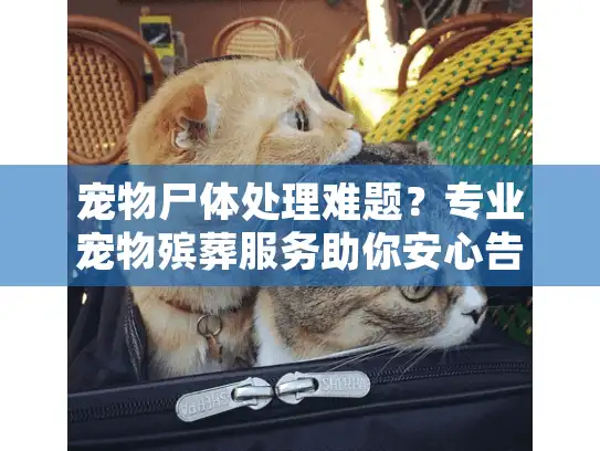 宠物尸体处理难题？专业宠物殡葬服务助你安心告别