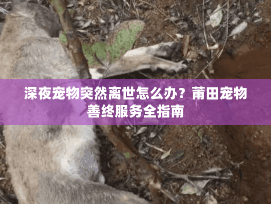 深夜宠物突然离世怎么办？莆田宠物善终服务全指南
