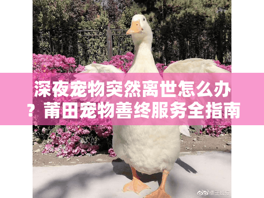 深夜宠物突然离世怎么办？莆田宠物善终服务全指南