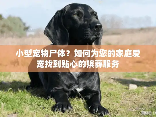 小型宠物尸体?如何为您的家庭爱宠找到贴心的殡葬服务 小型宠物尸体?如何为您的家庭爱宠找到贴心的殡葬服务