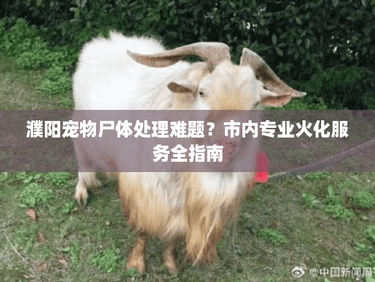 濮阳宠物尸体处理难题？市内专业火化服务全指南