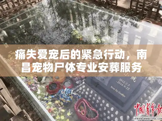 痛失爱宠后的紧急行动，南昌宠物尸体专业安葬服务指南