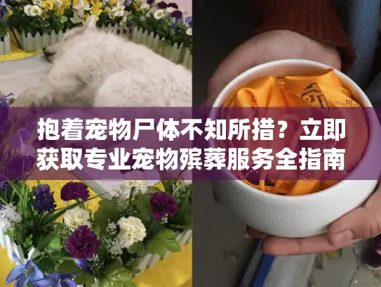 抱着宠物尸体不知所措？立即获取专业宠物殡葬服务全指南