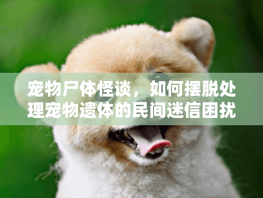 宠物尸体怪谈，如何摆脱处理宠物遗体的民间迷信困扰？