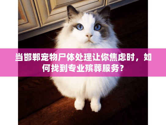 当邯郸宠物尸体处理让你焦虑时，如何找到专业殡葬服务？
