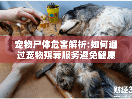 宠物尸体危害解析:如何通过宠物殡葬服务避免健康和环境风险?