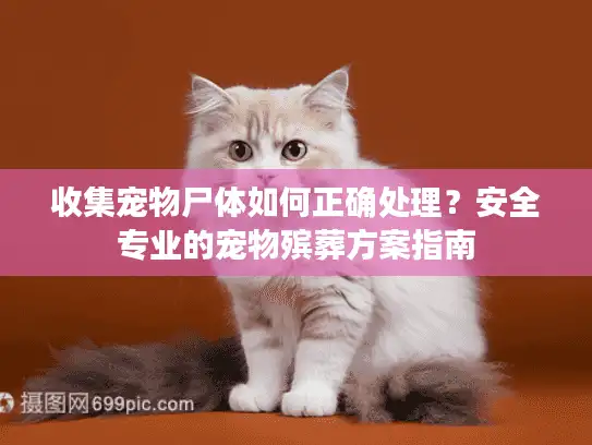 收集宠物尸体如何正确处理？安全专业的宠物殡葬方案指南