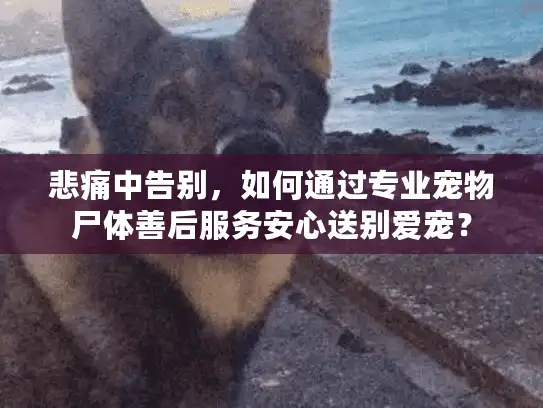 悲痛中告别，如何通过专业宠物尸体善后服务安心送别爱宠？