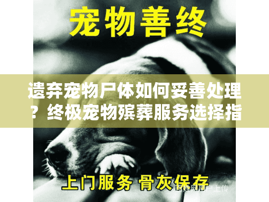 遗弃宠物尸体如何妥善处理？终极宠物殡葬服务选择指南