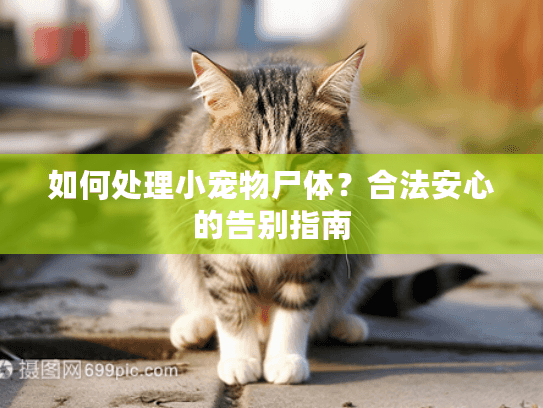 如何处理小宠物尸体？合法安心的告别指南