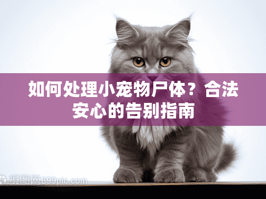 如何处理小宠物尸体？合法安心的告别指南
