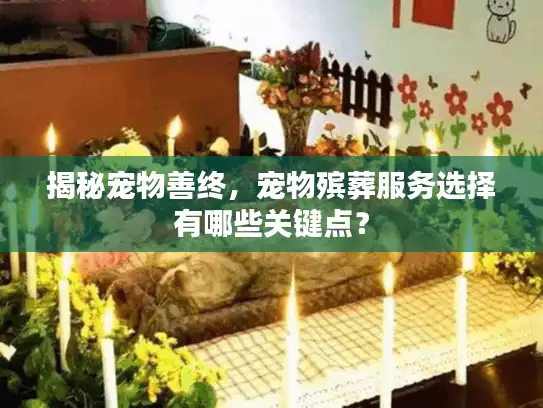揭秘宠物善终,宠物殡葬服务选择有哪些关键点? 揭秘宠物善终,宠物殡葬服务选择有哪些关键点?