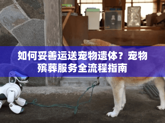 如何妥善运送宠物遗体？宠物殡葬服务全流程指南