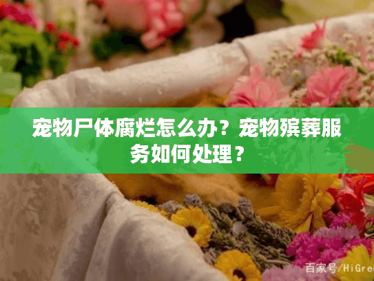 宠物尸体腐烂怎么办？宠物殡葬服务如何处理？