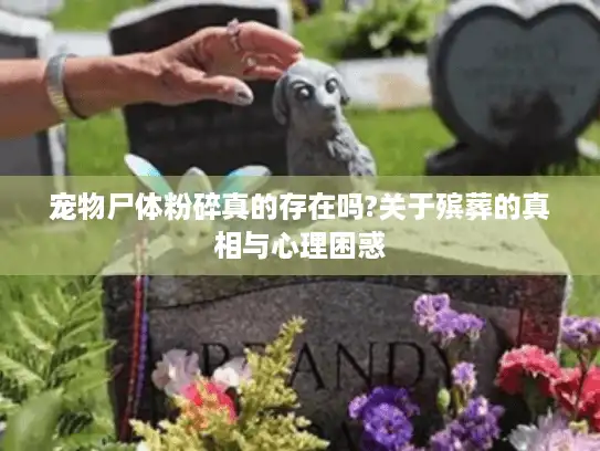 宠物尸体粉碎真的存在吗?关于殡葬的真相与心理困惑