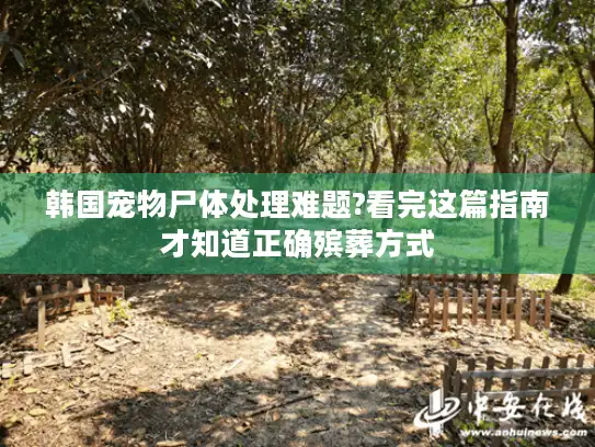 韩国宠物尸体处理难题?看完这篇指南才知道正确殡葬方式 韩国宠物尸体处理难题?看完这篇指南才知道正确殡葬方式