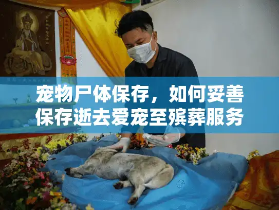 宠物尸体保存，如何妥善保存逝去爱宠至殡葬服务来临？