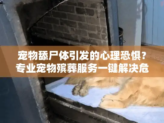 宠物舔尸体引发的心理恐惧？专业宠物殡葬服务一键解决危机