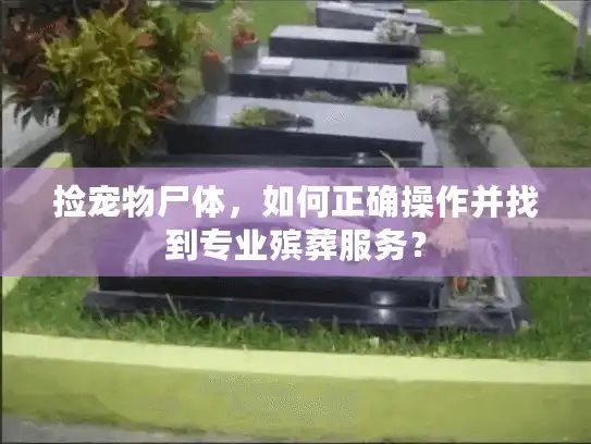 捡宠物尸体，如何正确操作并找到专业殡葬服务？