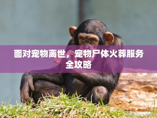 面对宠物离世,宠物尸体火葬服务全攻略 面对宠物离世,宠物尸体火葬服务全攻略
