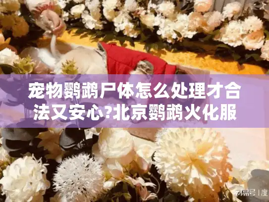 宠物鹦鹉尸体怎么处理才合法又安心?北京鹦鹉火化服务指南
