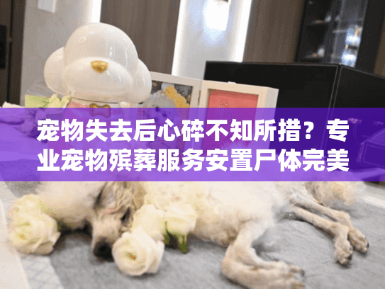 宠物失去后心碎不知所措？专业宠物殡葬服务安置尸体完美方案
