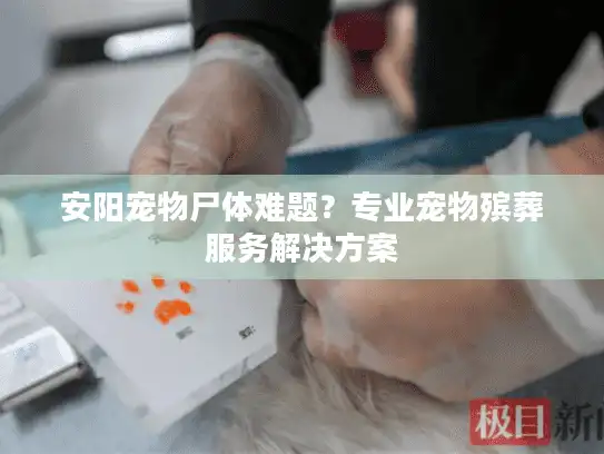 安阳宠物尸体难题?专业宠物殡葬服务解决方案 安阳宠物尸体难题?专业宠物殡葬服务解决方案