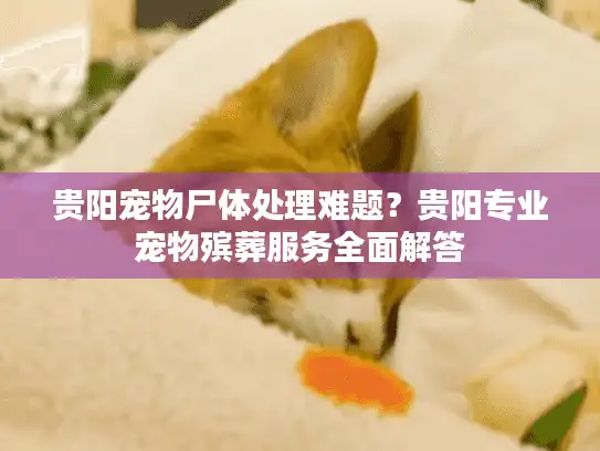 贵阳宠物尸体处理难题?贵阳专业宠物殡葬服务全面解答 贵阳宠物尸体处理难题?贵阳专业宠物殡葬服务全面解答