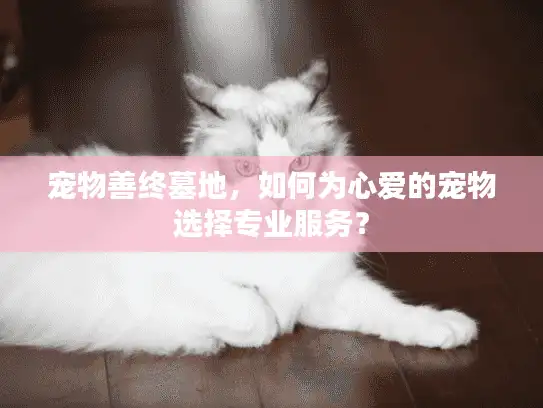宠物善终墓地，如何为心爱的宠物选择专业服务？